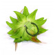 Fleur à cheveux vert et plumes