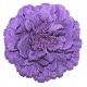 Fleur à cheveux violet