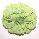 Fleur à cheveux vert clair