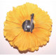 Fleur à cheveux jaune