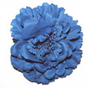 Fleur à cheveux bleu roy
