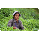 Cone Henné Prem Dulhan 100% Natural