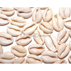 Lot de coquillages blancs