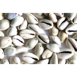 Lot de coquillages gris